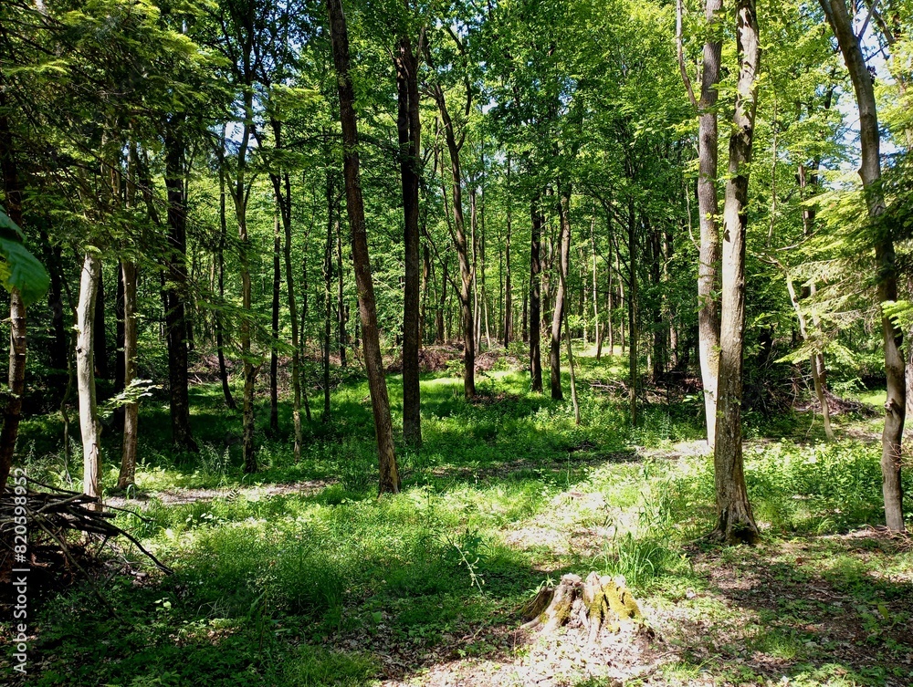Obraz premium Logging in the forest in summer. many felled branches in piles are scattered in the forest between trees and fresh stumps that remained under the felled trees. Summer landscape in the artificial fores