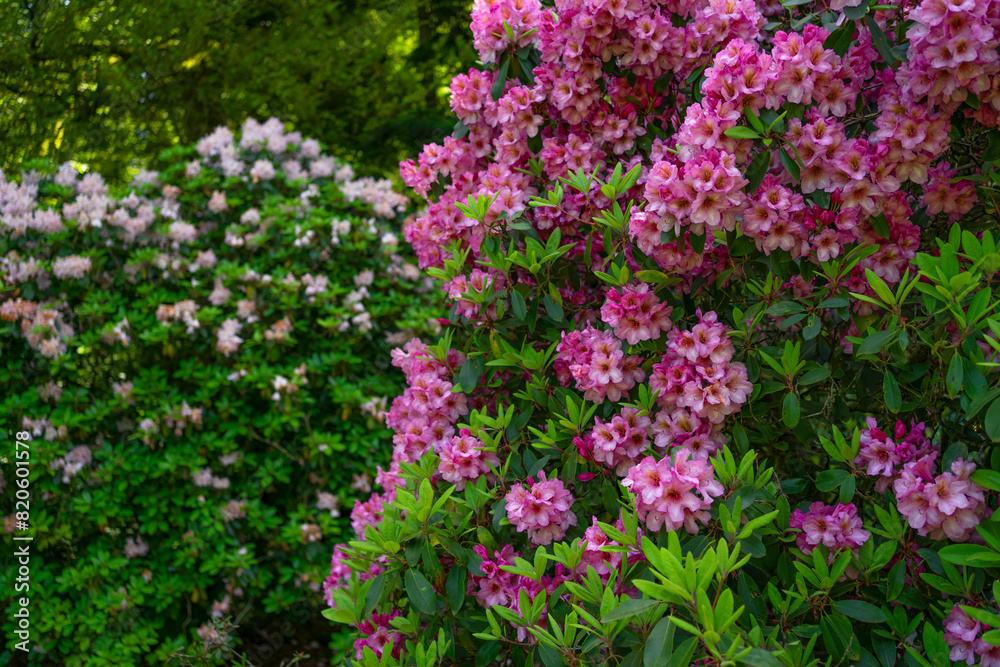 Background of bright pink lush bushes of blooming azaleas Background of bright pink lush bushes of blooming azaleas
