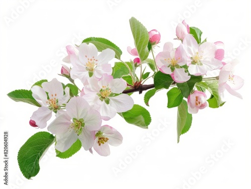 Spring Blossoms: Apple Branch in Full Bloom on White Background (4:3 Aspect Ratio)