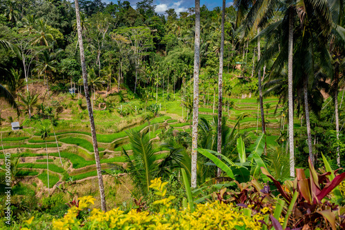 Rice fields in Tegalalang  Bali 