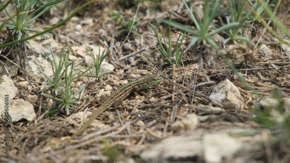 A lizard in close-up on the ground. A small green-brown reptile hides among the grass from people. A small, frightened animal looks around. The world of wild nature . Beautiful atmospheric footage A lizard in close-up on the ground. A small green-brown reptile hides among the grass from people. A small, frightened animal looks around. The world of wild nature . Beautiful atmospheric footage