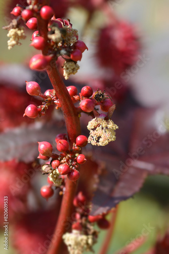 Castor oil plant Carmencita flowers photo