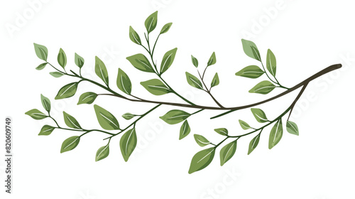 Tree branch with long green leaves. Hand-drawn twig