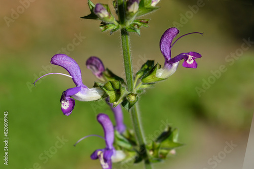 Indigo woodland sage flowers