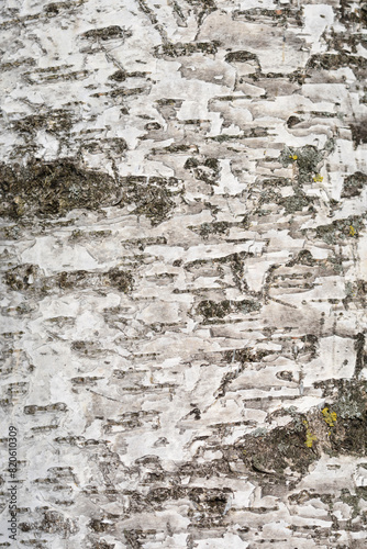 Pubescent birch bark detail