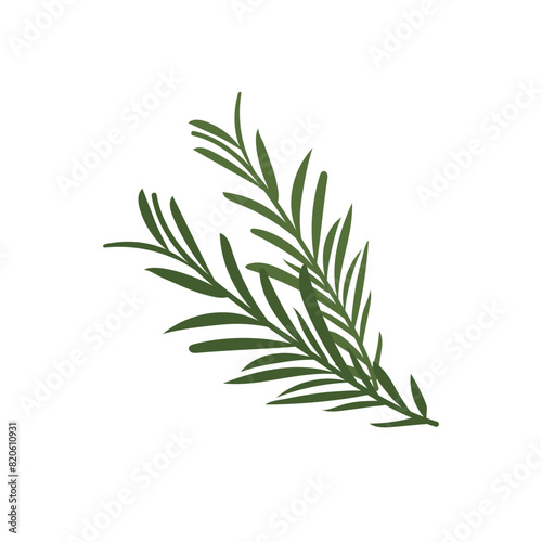 Green rosemary sprigs. Vector illustration of fresh herbs for cooking  logo  web design