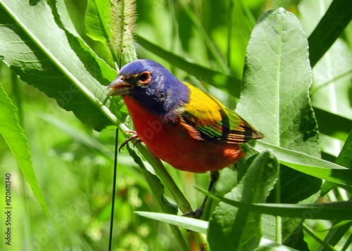     colorful male painted bunting perched in a  shrubs at quintana neotropical bird sanctuary in spring along the gulf coast in quintana, texas      