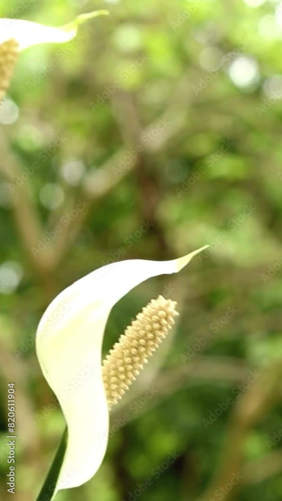 Calla lily white flower garden field vertical video Calla lily white flower garden field vertical video