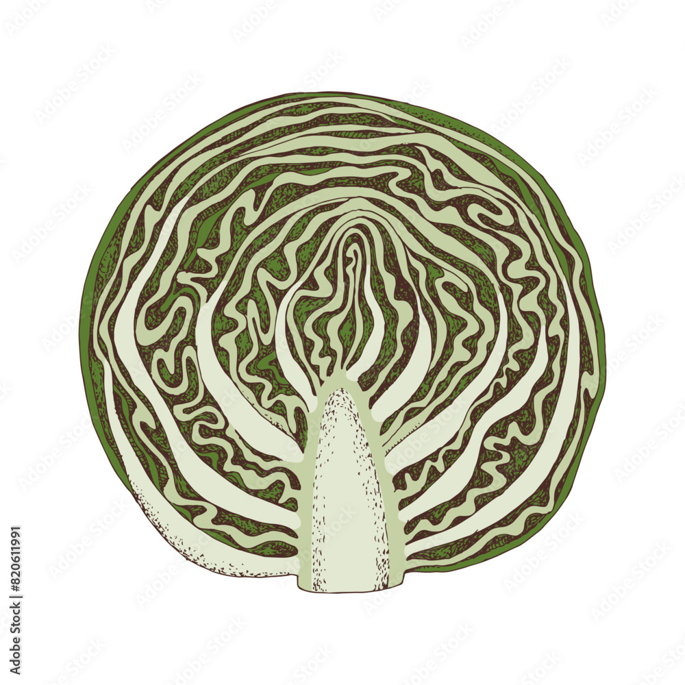 Fototapeta premium Cabbage half hand drawn vector