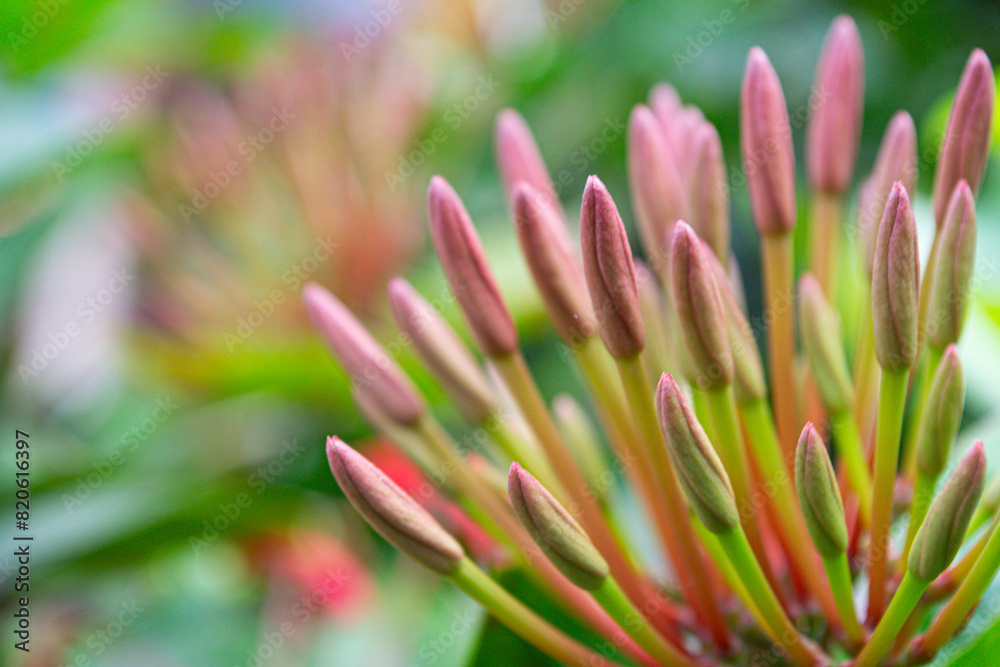 Budding Beauty: Close-Up of Emerging Flower Buds in a Lush Garden Budding Beauty: Close-Up of Emerging Flower Buds in a Lush Garden