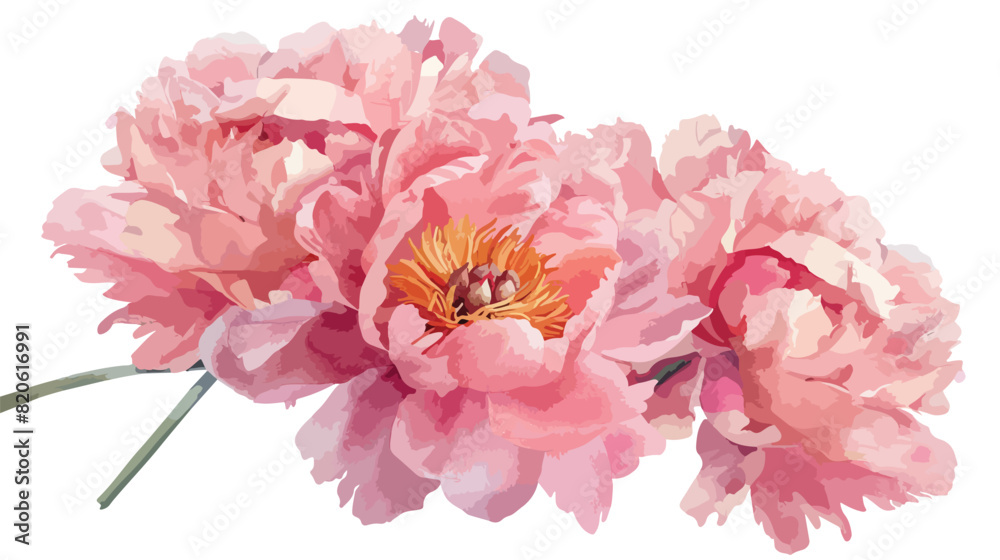 Pink peony watercolor bouquet floral drop isolated on
