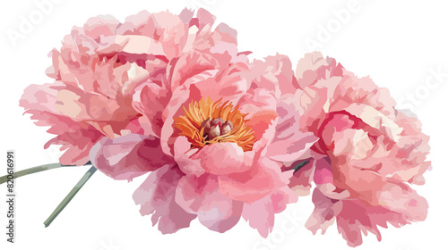 Pink peony watercolor bouquet floral drop isolated on