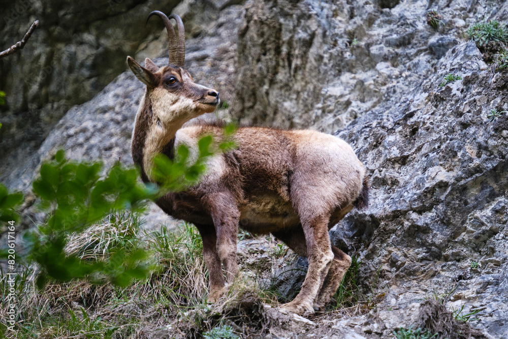 Il Camoscio Appenninico tra le valli del Gran Sasso - Rupicapra Pyrenaica Ornata Il Camoscio Appenninico tra le valli del Gran Sasso - Rupicapra Pyrenaica Ornata