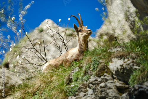 Il Camoscio Appenninico tra le valli del Gran Sasso - Rupicapra Pyrenaica Ornata photo
