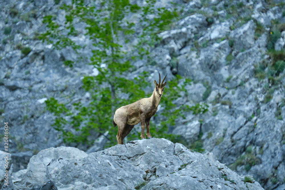 Il Camoscio Appenninico tra le valli del Gran Sasso - Rupicapra Pyrenaica Ornata Il Camoscio Appenninico tra le valli del Gran Sasso - Rupicapra Pyrenaica Ornata
