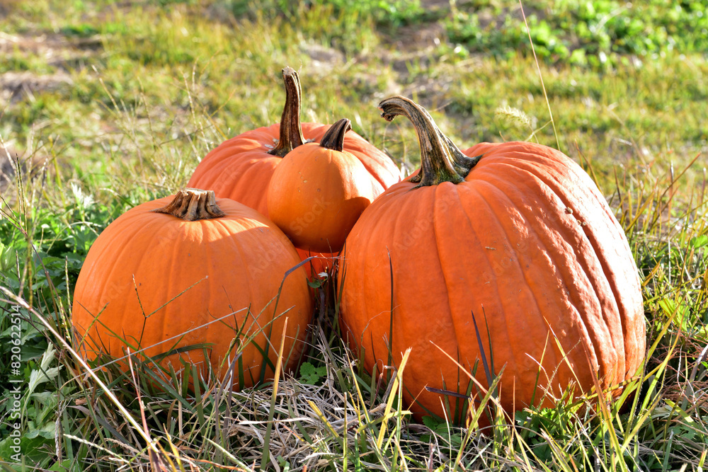 Fototapeta premium ハロウィンカボチャ