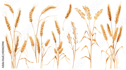 Wheat spikelets with ears grains stems and spikes photo