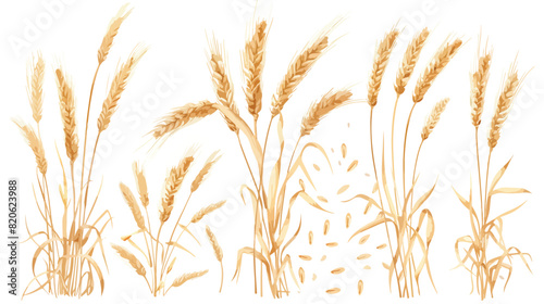 Wheat spikelets with ears grains stems and spikes