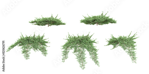 Juniper Trees collection with realistic style