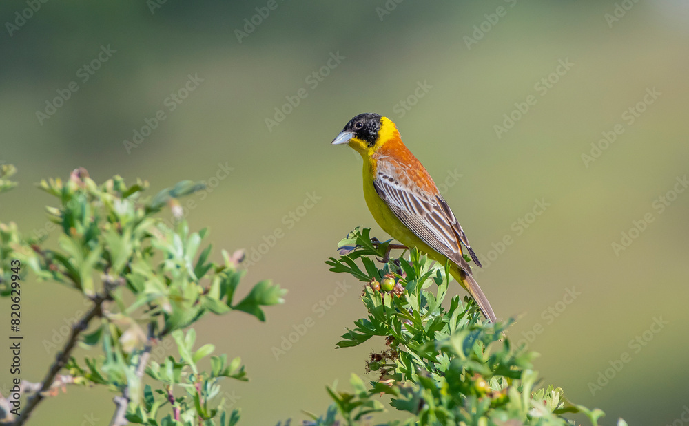 Black-headed Bunting (Emberiza melanocephala) migrates from Africa to Asia and Europe to breed in summer. It is a songbird.