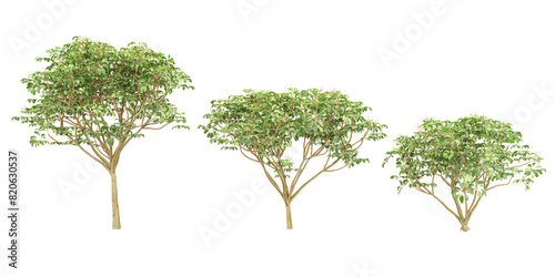 Obraz na plátně Fraxinus Griffithii tress collection with realistic style