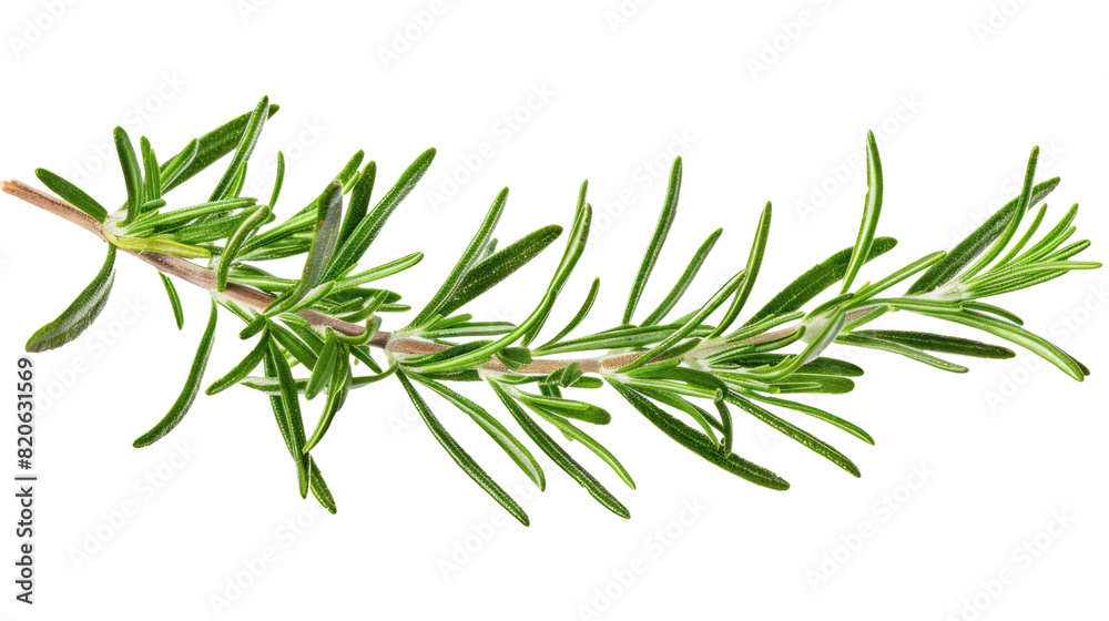 rosemary branch isolated on white or transparent png rosemary branch isolated on white or transparent png