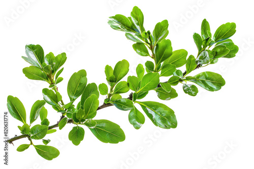 green boxwood branch isolated on white or transparent png