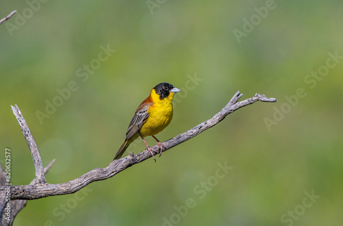 Black-headed Bunting (Emberiza melanocephala) migrates from Africa to Asia and Europe to breed in summer. It is a songbird. © selim