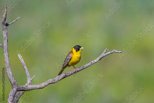 Black-headed Bunting (Emberiza melanocephala) migrates from Africa to Asia and Europe to breed in summer. It is a songbird.
