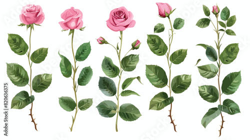 Roses leaves isolated on white background. Vector illustration