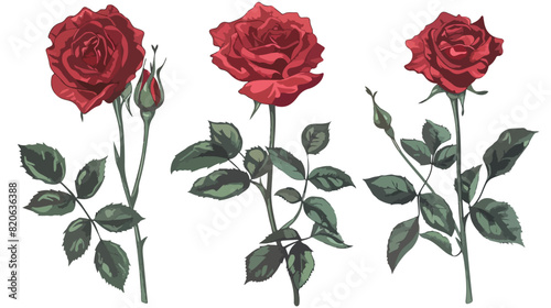 Roses leaves isolated on white background. Vector illustration