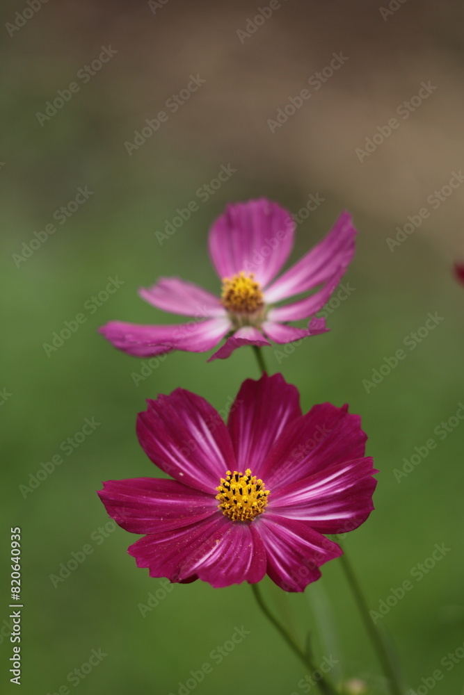 Obraz premium 秋風に揺れて咲く