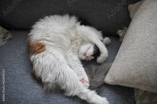 ソファで昼寝する猫（メインクーン）