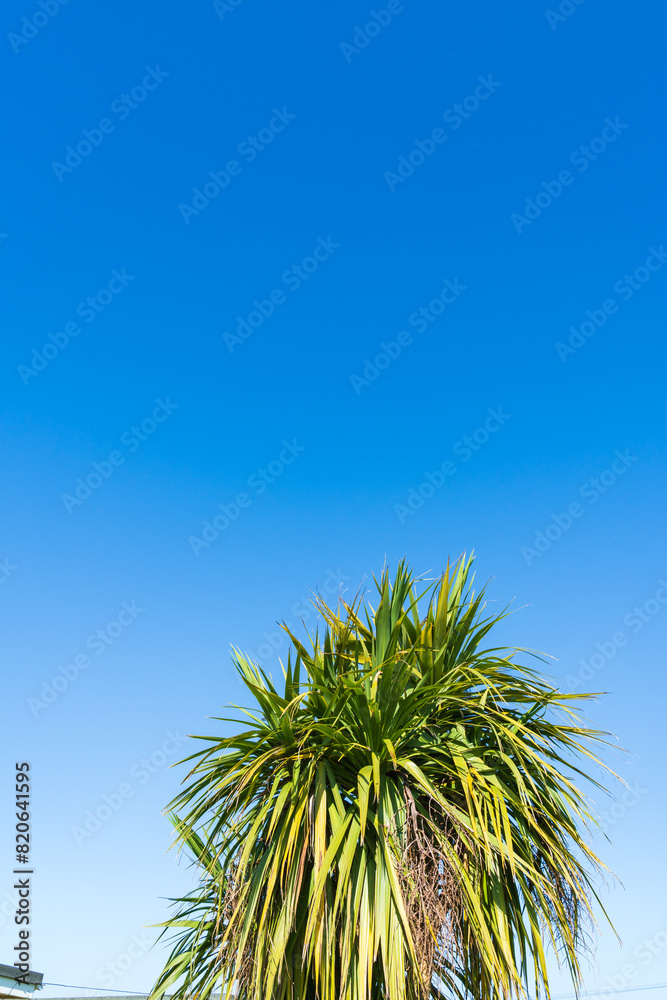 Cabbage Palm (Cordyline Australis) against a beautiful blue sky in Portrait with copy space Cabbage Palm (Cordyline Australis) against a beautiful blue sky in Portrait with copy space