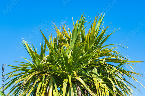 Cabbage Palm (Cordyline Australis) against a beautiful blue sky photo