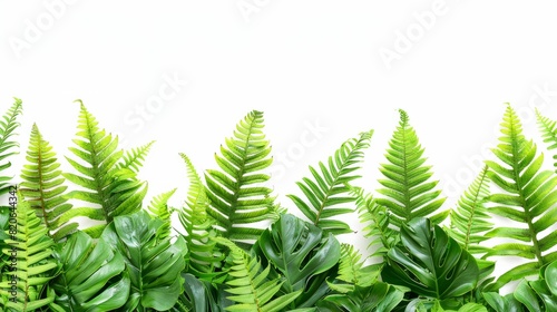 Tropical foliage plant bush nature frame layout of Fishtail fern or forked giant sword fern  Nephrolepis spp.  the shade garden landscaping shrub plant on white background with clipping path.