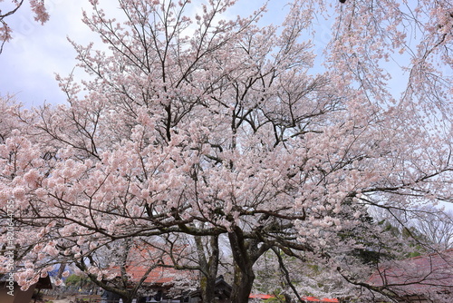  Cherry trees near Otsuyama Jisso Temple at Mukawacho Yamataka, Hokuto, Yamanashi, Japan photo