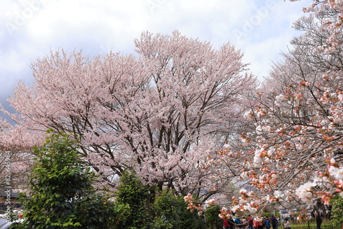  Cherry trees near Otsuyama Jisso Temple at Mukawacho Yamataka, Hokuto, Yamanashi, Japan photo