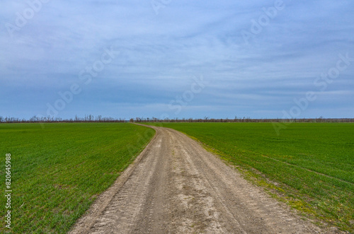 dirt road on wheat field in early spring  Kropotkin  Krasnodar krai  Russia 