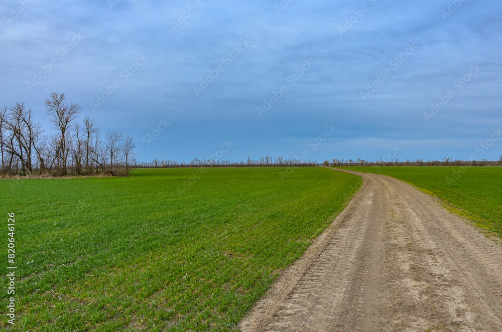 dirt road on wheat field in early spring (Kropotkin, Krasnodar krai, Russia)