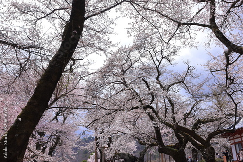  Cherry trees near Otsuyama Jisso Temple at Mukawacho Yamataka, Hokuto, Yamanashi, Japan photo