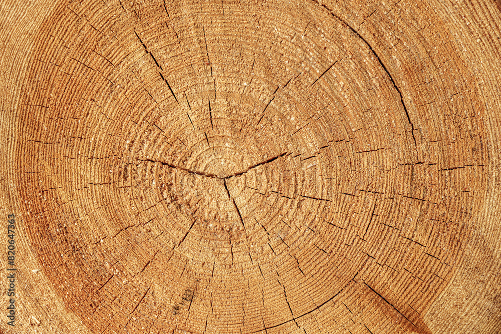 Naklejka premium Texture of sawn logs with growth rings. Natural background.