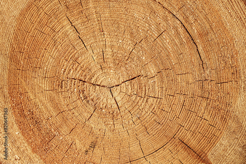 Texture of sawn logs with growth rings. Natural background.