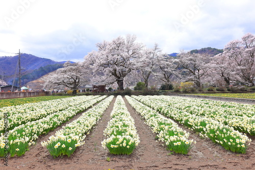  Cherry trees near Otsuyama Jisso Temple at Mukawacho Yamataka, Hokuto, Yamanashi, Japan photo