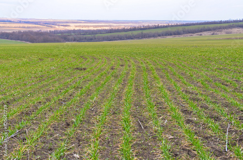 wheat crops on farm field in early spring (Rostov region, Russia)