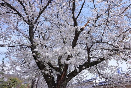  Maizuru Castle Park with cherry blossoms at Marunouchi, Kofu, Yamanashi, Japan photo
