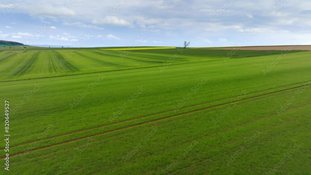 ground-level drone view over a cultivated field, a lone tree in the middle of the landscape ground-level drone view over a cultivated field, a lone tree in the middle of the landscape