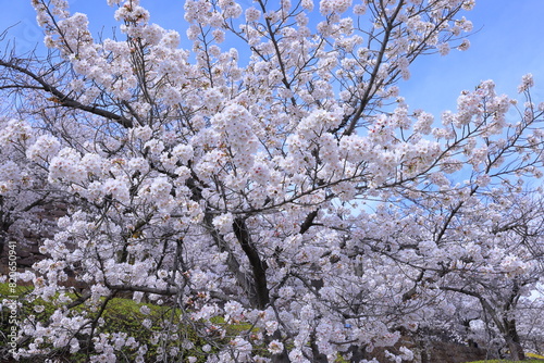  Maizuru Castle Park with cherry blossoms at Marunouchi, Kofu, Yamanashi, Japan photo