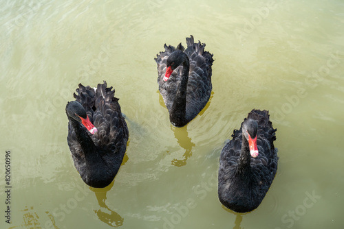 Three black swans (Cygnus atratus) swimming in the lake in Russia photo