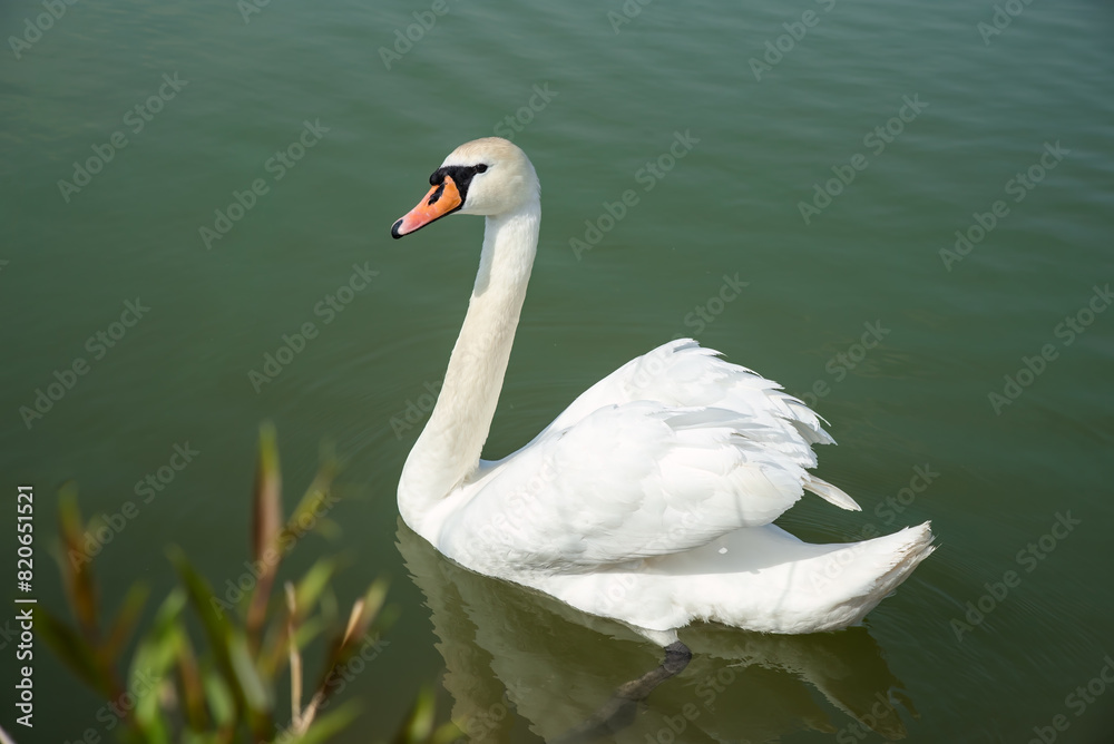 One white swan (Cygnus atratus) swimming in the lake in Russia